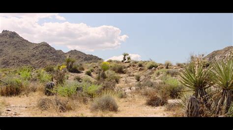 palm springs torrentz|Palm Springs (2020) YIFY .